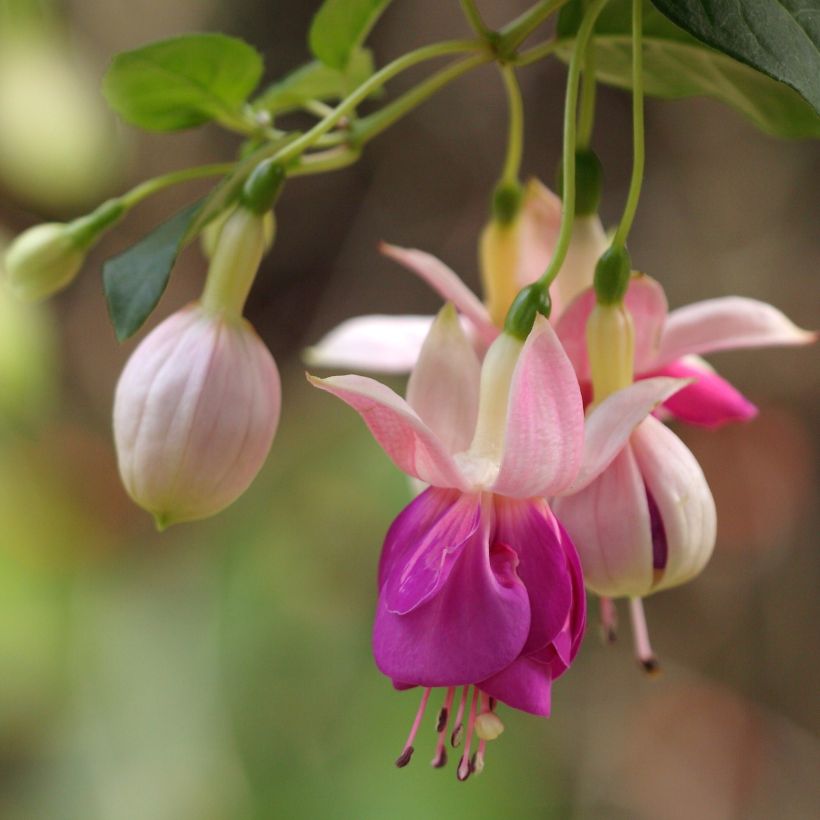 Fuchsia Fuchsia Bella Rosella (Blüte)