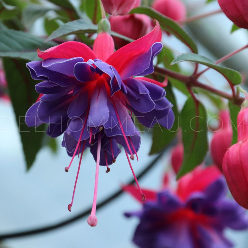 Fuchsia Bernadette (Blüte)