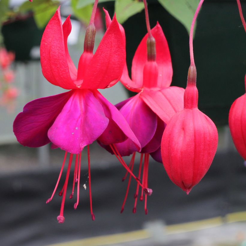 Fuchsia Black Princess (Blüte)