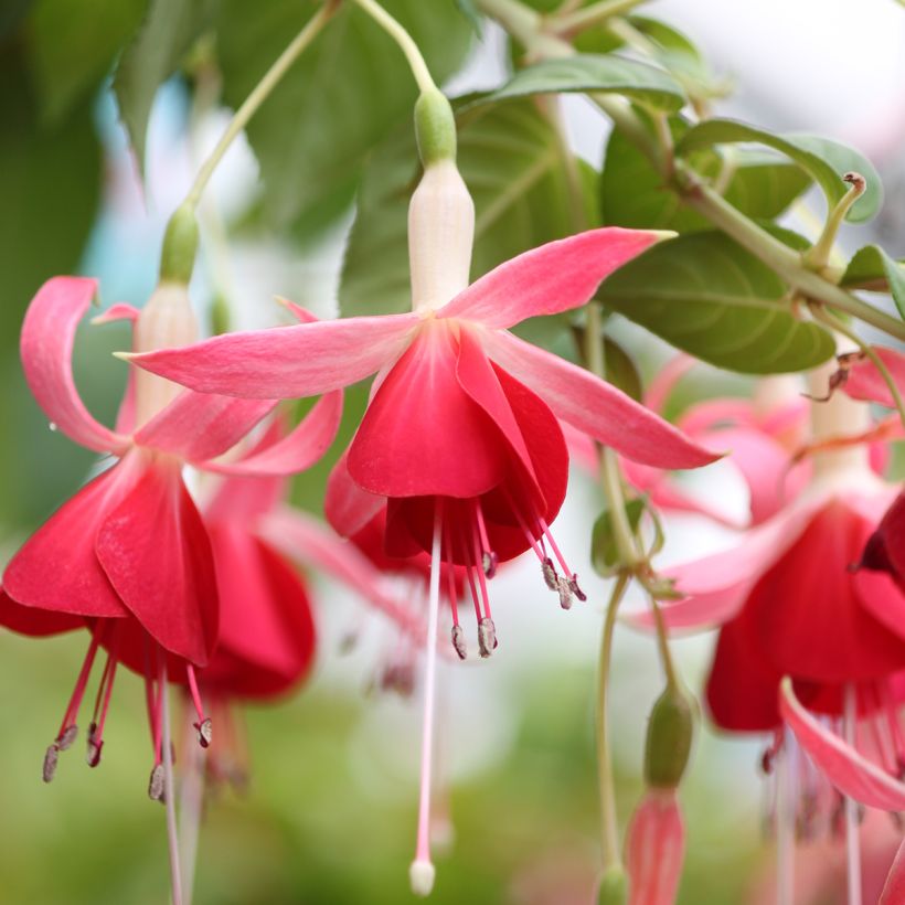 Fuchsia Celia Smedley (Blüte)