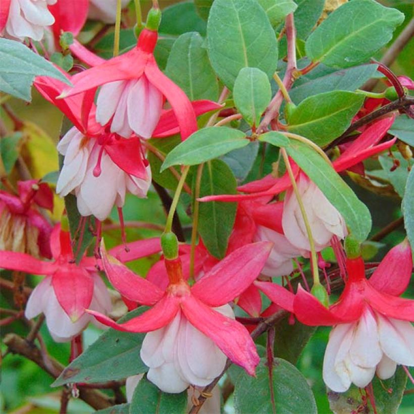 Fuchsia Chantilly (Blüte)