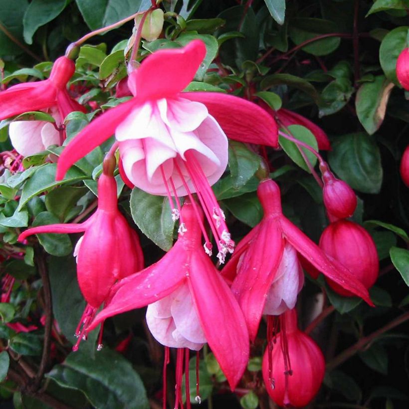 Fuchsia Connie (Blüte)