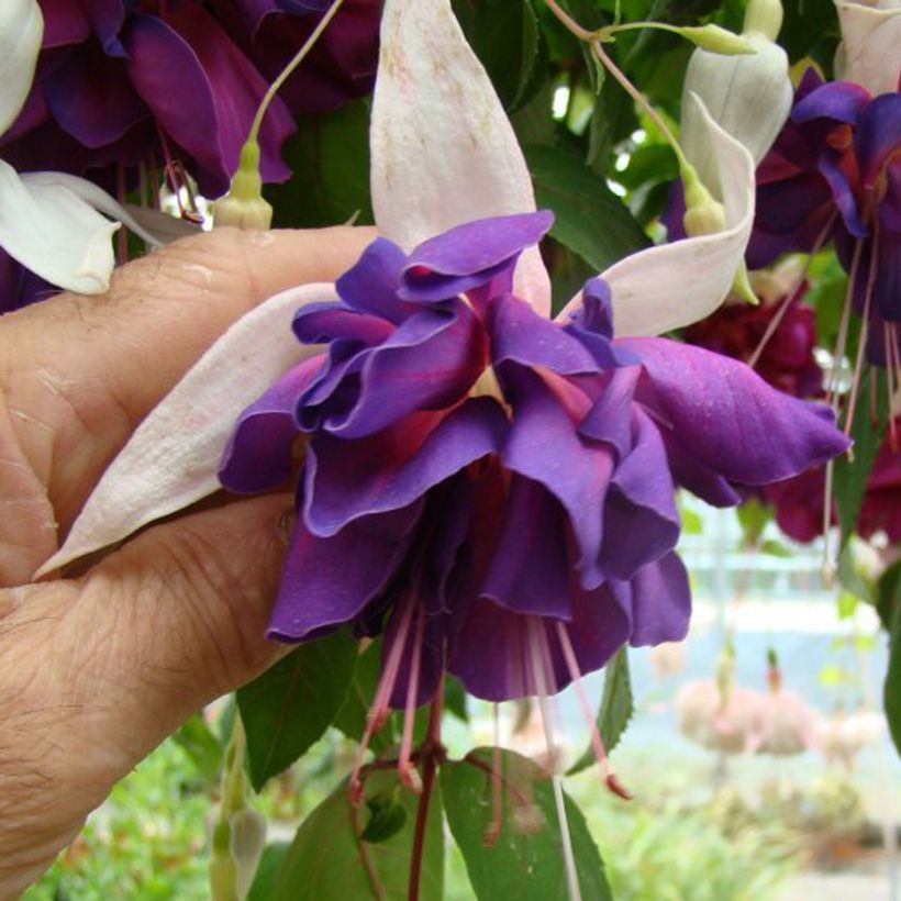 Fuchsia Deep Purple (Blüte)