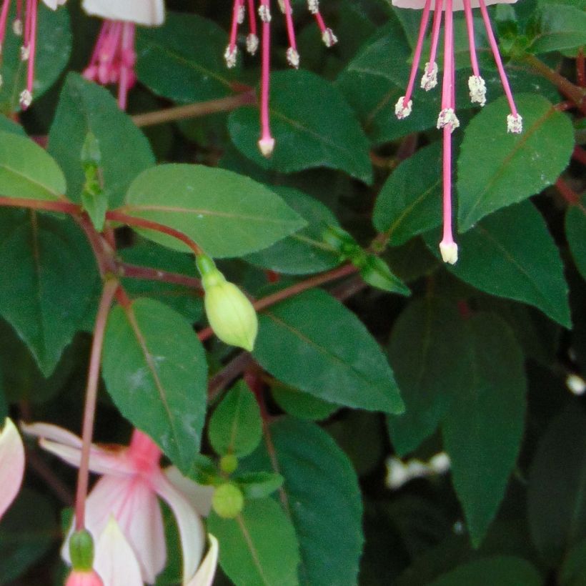 Fuchsia Elma-Hendricks (Laub)