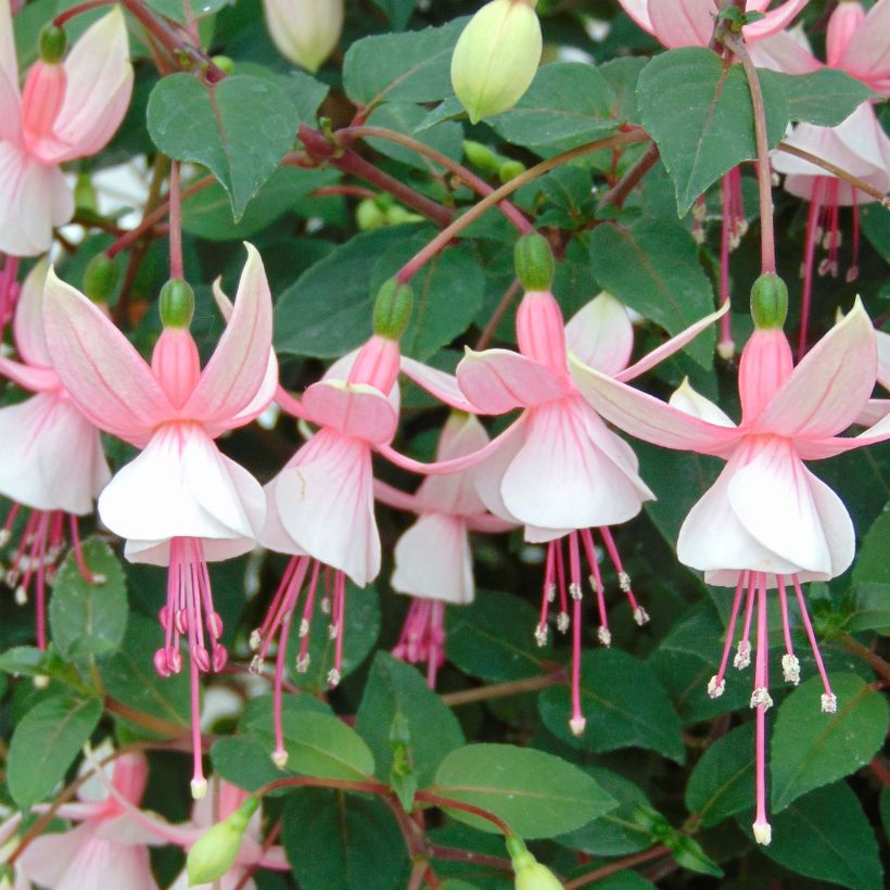 Fuchsia Elma-Hendricks (Blüte)