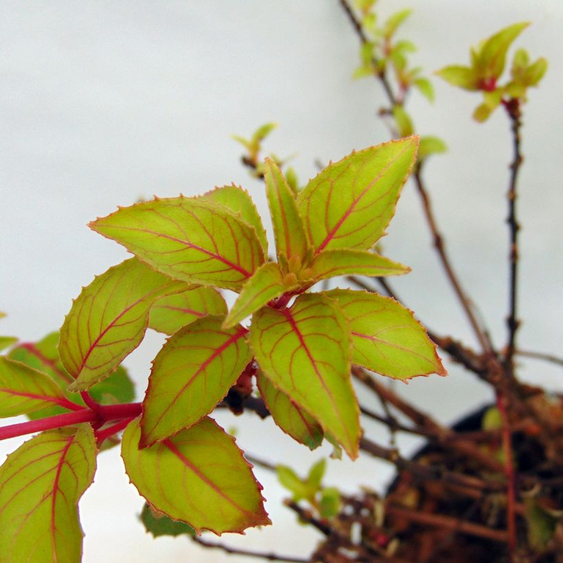 Fuchsia magellanica Genii - Scharlach-Fuchsie (Laub)