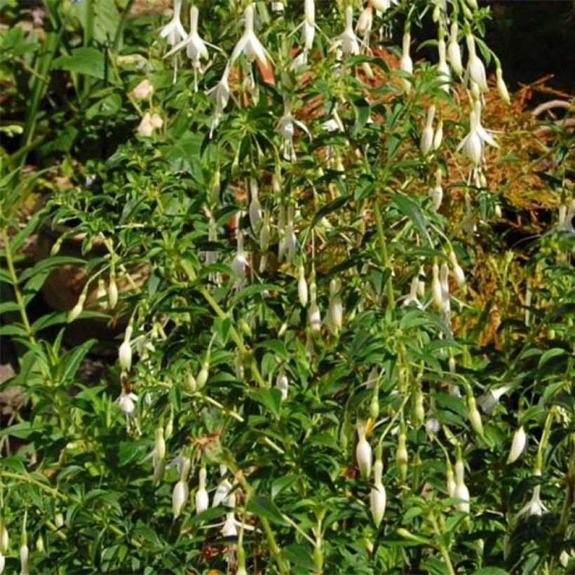 Fuchsia magellanica Hawkshead - Scharlach-Fuchsie (Laub)