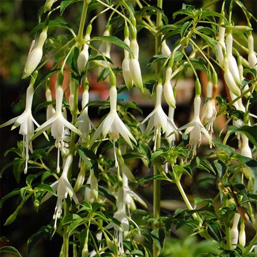 Fuchsia magellanica Hawkshead - Scharlach-Fuchsie (Blüte)