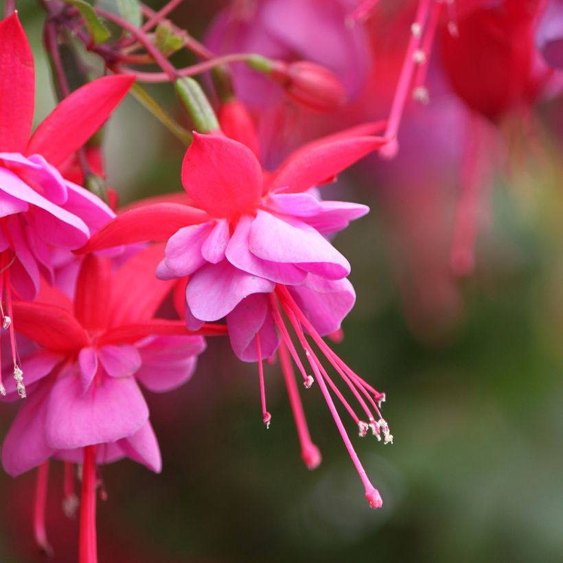 Fuchsia Heidi Ann (Blüte)