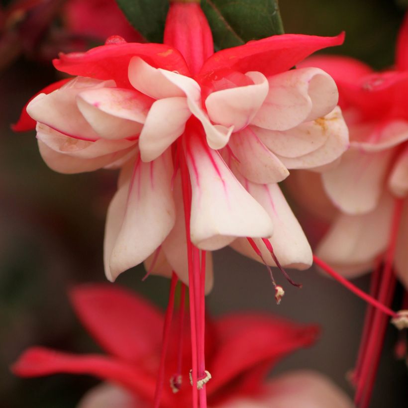 Fuchsia Heidi Weiss (Blüte)