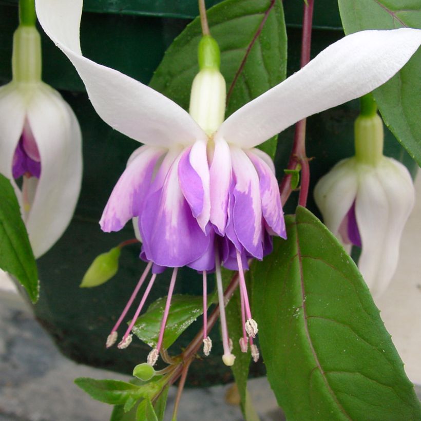 Fuchsia Illusion (Blüte)