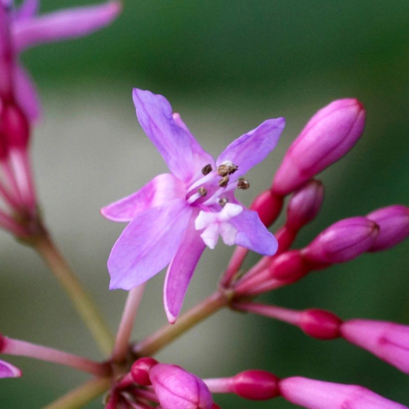 Fuchsia Lechlade Gordon (Blüte)