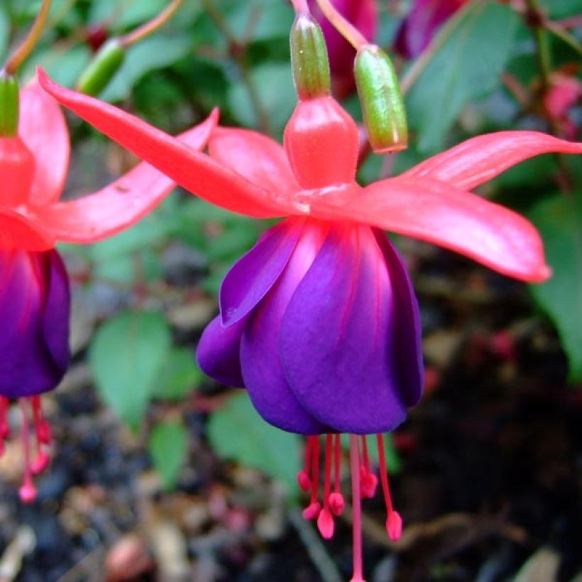 Fuchsia Marjory Blake (Blüte)