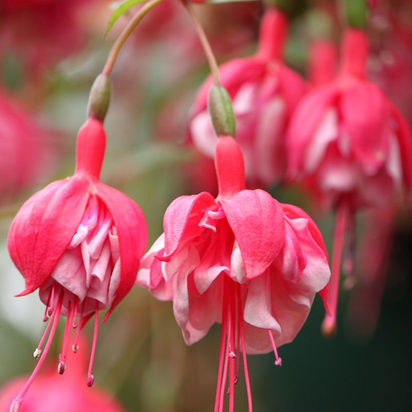 Fuchsia R.A.F (Blüte)