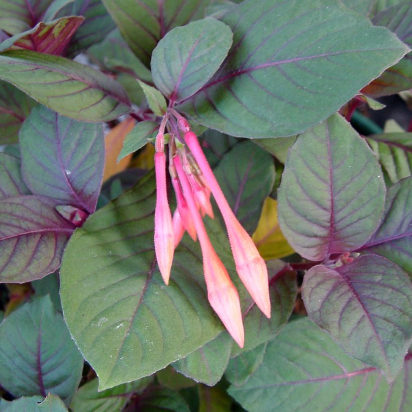 Fuchsia triphylla Thalia (Laub)