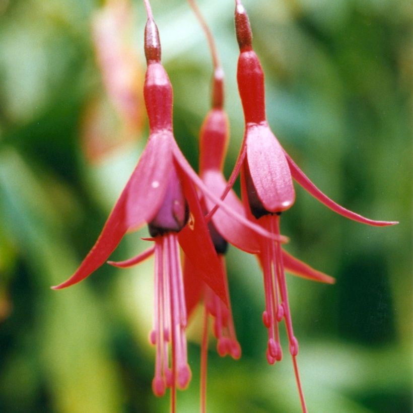 Fuchsia brevilobis (Blüte)