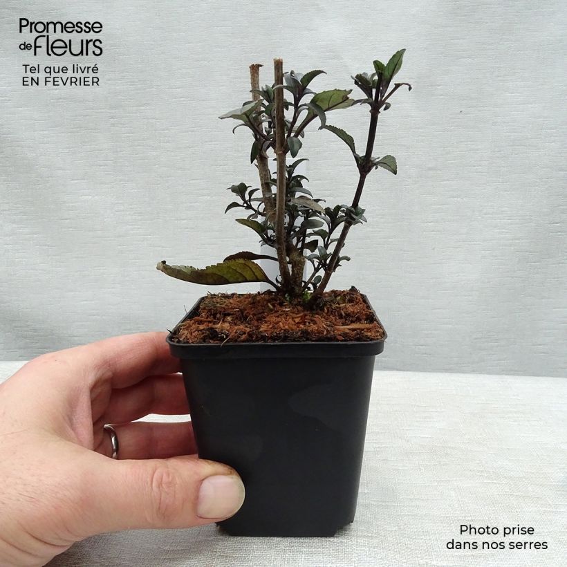 Exemplar von Fuchsia du Cap - Phygelius rectus Blacher (Cherry Ripe) Godet de 9cm wie im Winter geliefert