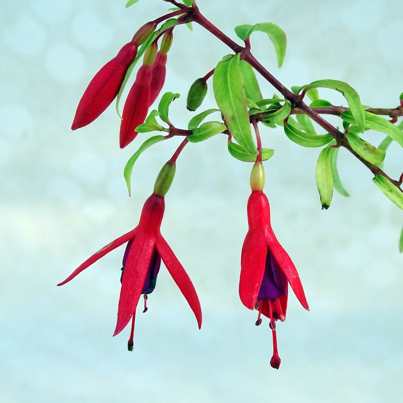 Fuchsia Lady Boothby (Blüte)