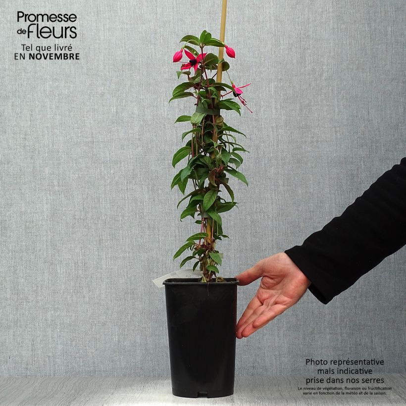 Exemplar von Fuchsia grimpant - Fuchsia Lady Boothby Pot de 3L/4L wie im Herbst geliefert