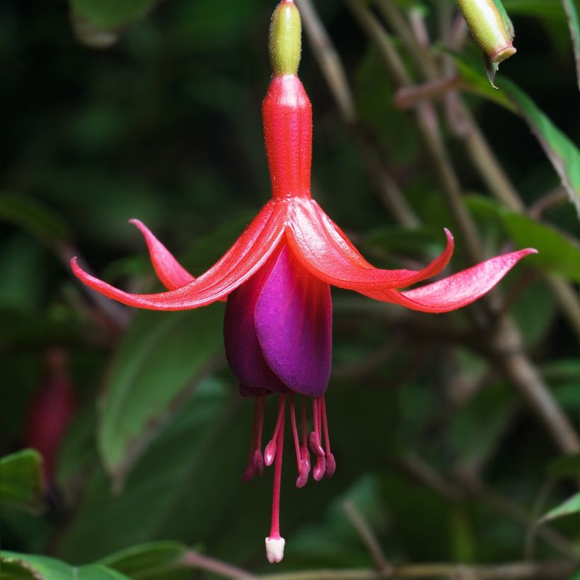 Fuchsia magellanica - Scharlach-Fuchsie (Blüte)