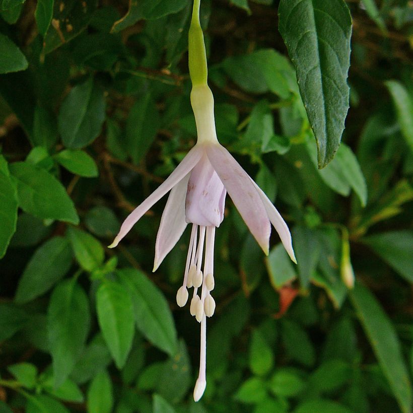 Fuchsia magellanica var. molinae - Scharlach-Fuchsie (Blüte)