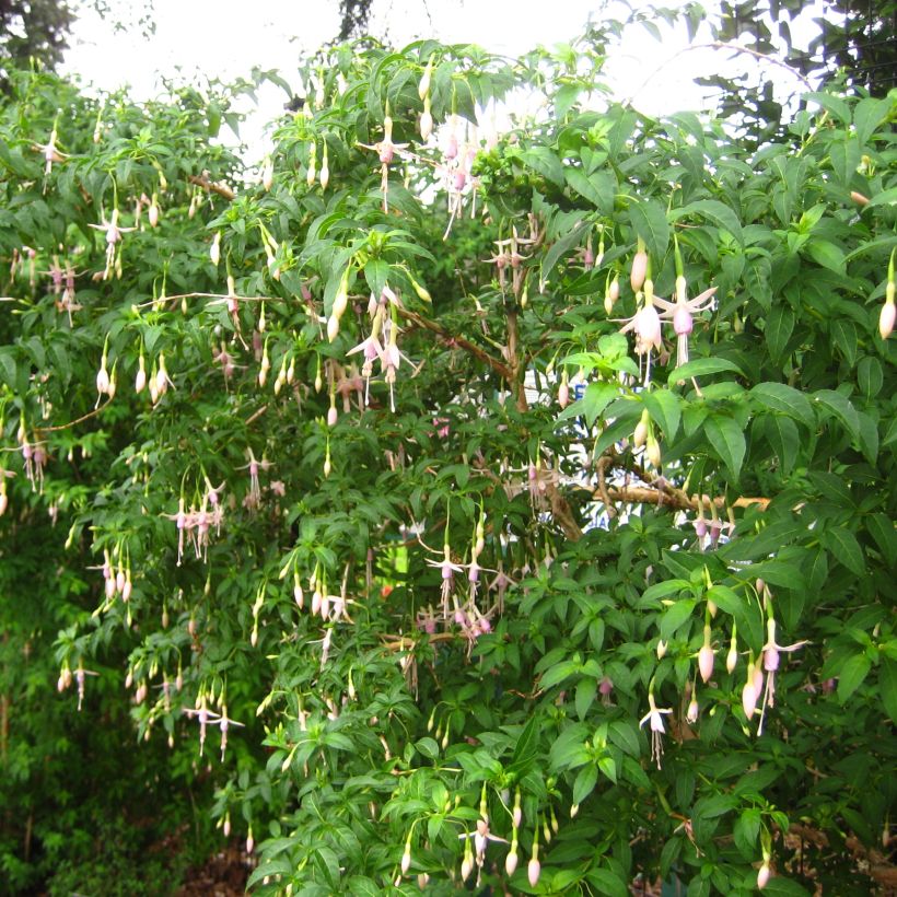 Fuchsia magellanica var. molinae - Scharlach-Fuchsie (Hafen)