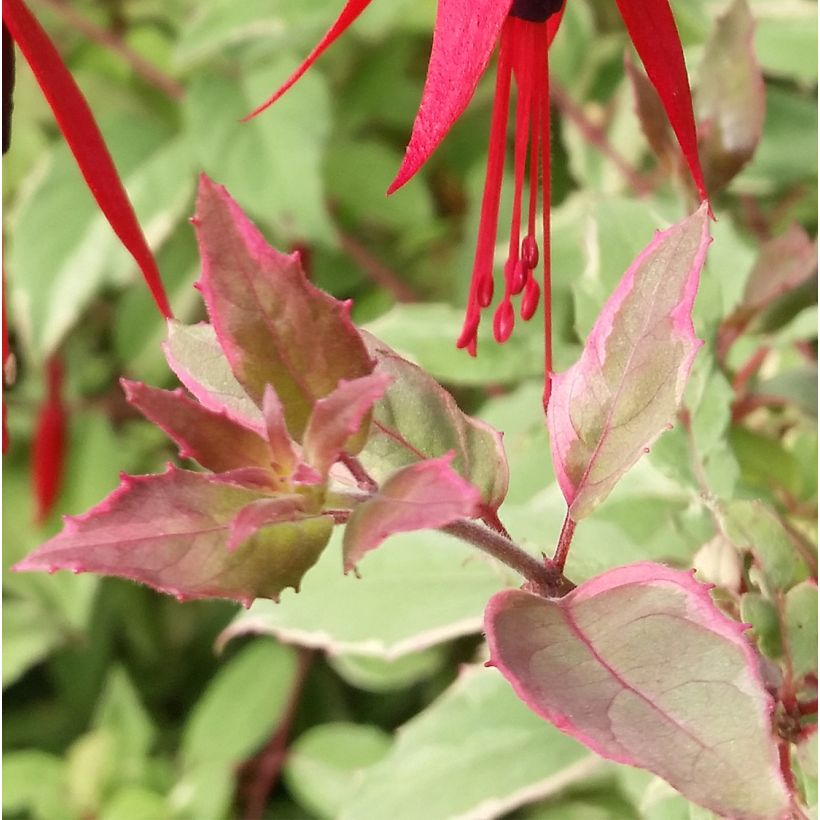 Fuchsia magellanica Tricolorii - Scharlach-Fuchsie (Laub)