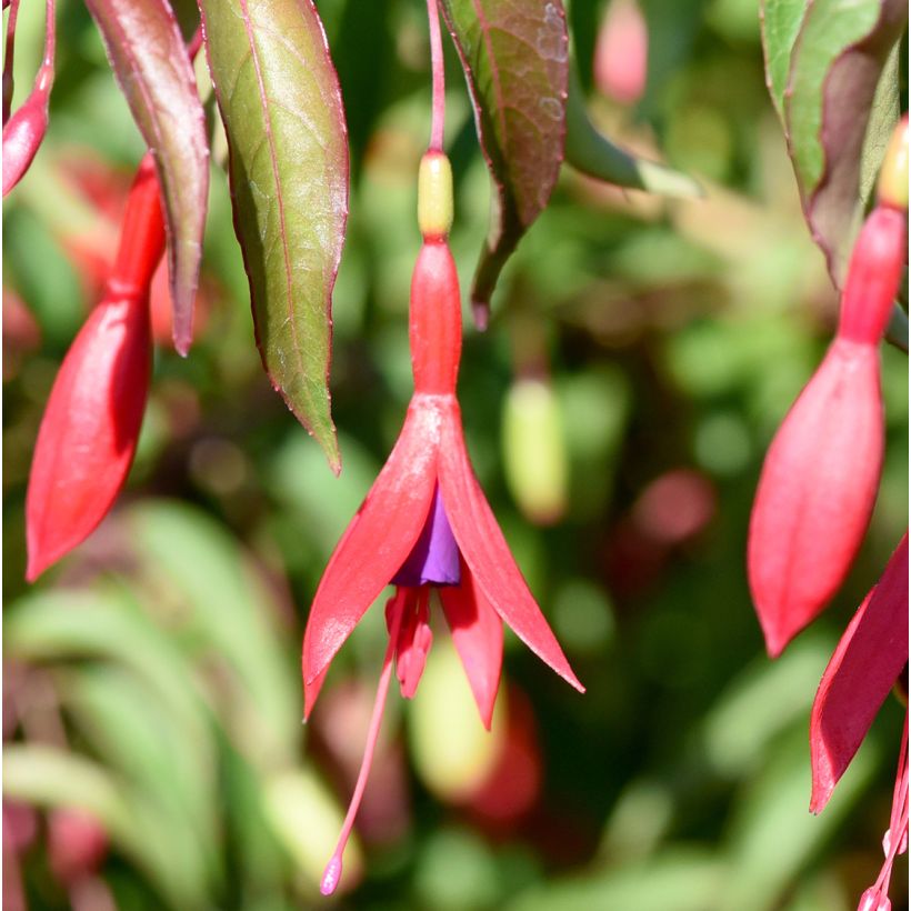 Fuchsia magellanica Tricolorii - Scharlach-Fuchsie (Blüte)