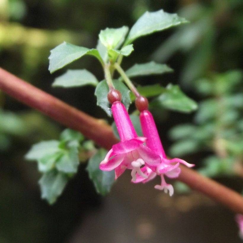 Fuchsia microphylla subsp. microphylla (Blüte)