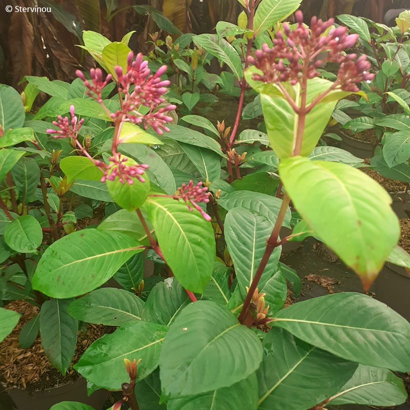 Fuchsia paniculata - Baumfuchsie (Laub)