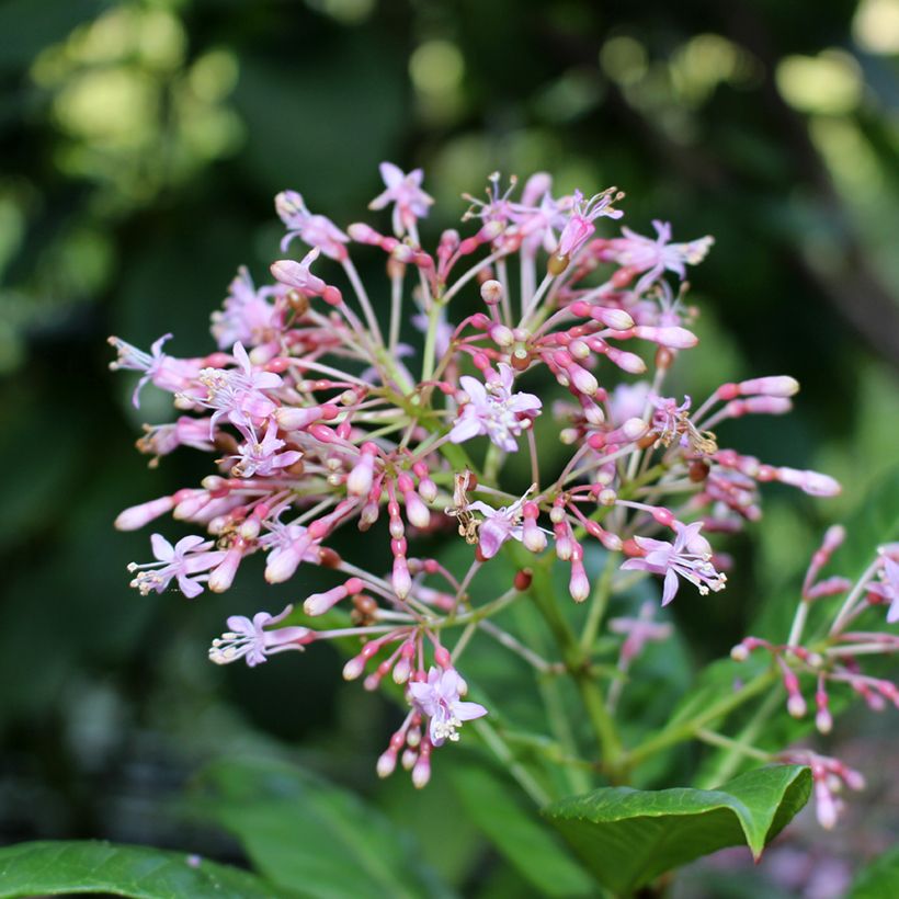 Fuchsia paniculata - Baumfuchsie (Blüte)