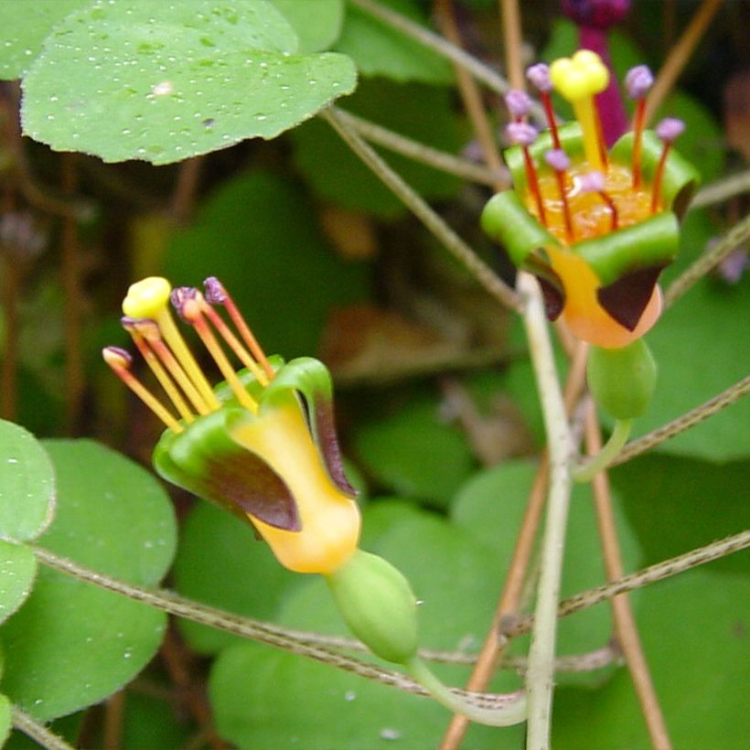 Fuchsia procumbens (Blüte)