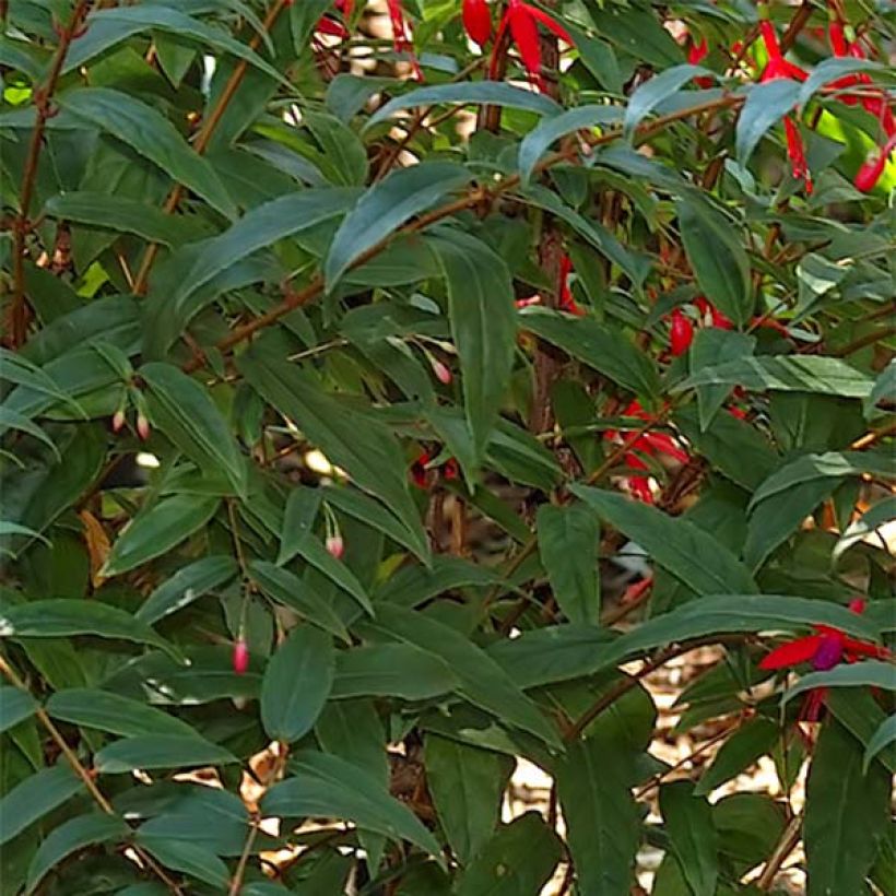 Fuchsia regia Reitzii (Laub)