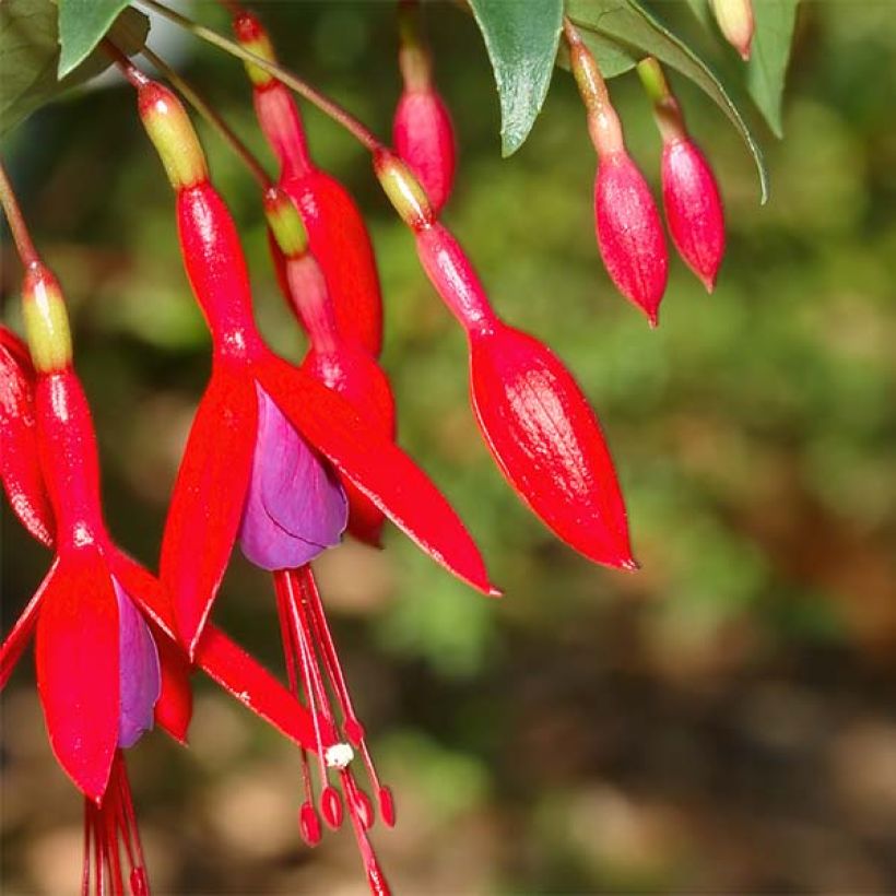 Fuchsia regia Reitzii (Blüte)