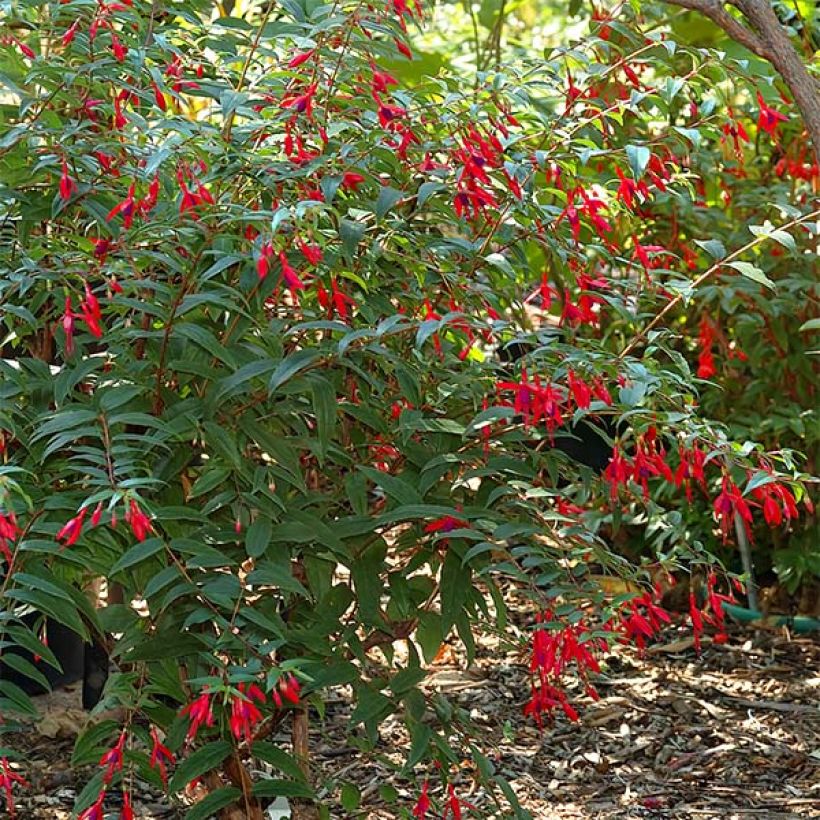 Fuchsia regia Reitzii (Hafen)