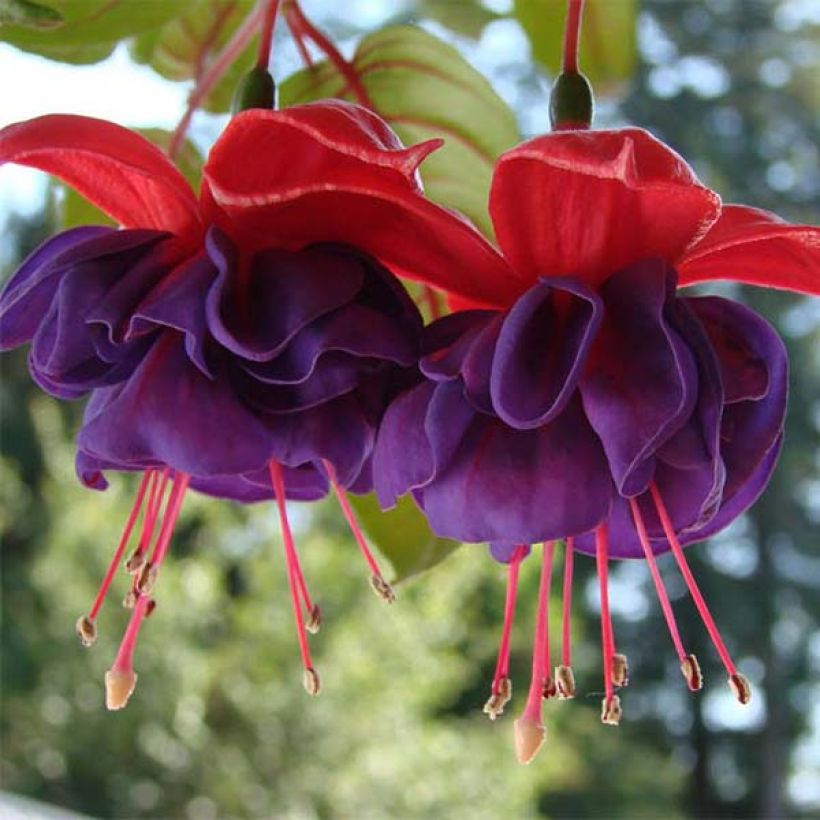 Fuchsia Dark Eyes (Blüte)