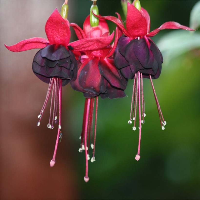 Fuchsia Rohees New Millenium (Blüte)