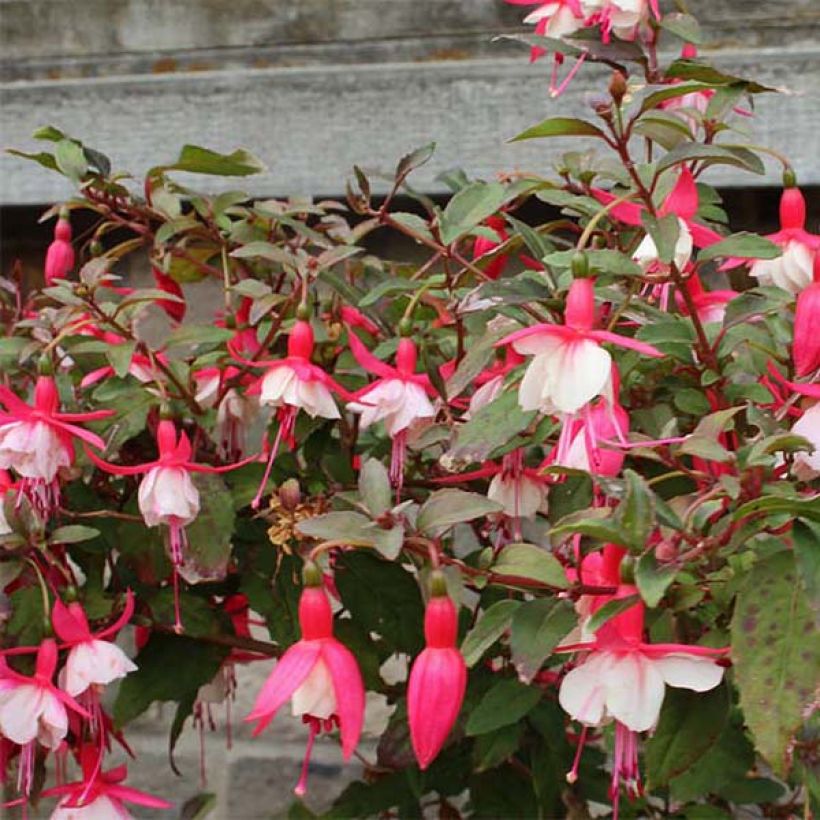 Fuchsia Alice Hoffman (Blüte)