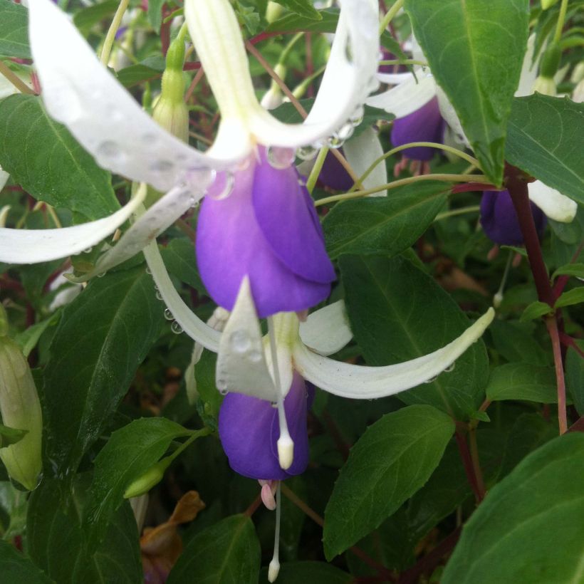 Fuchsia Blue Sarah (Blüte)