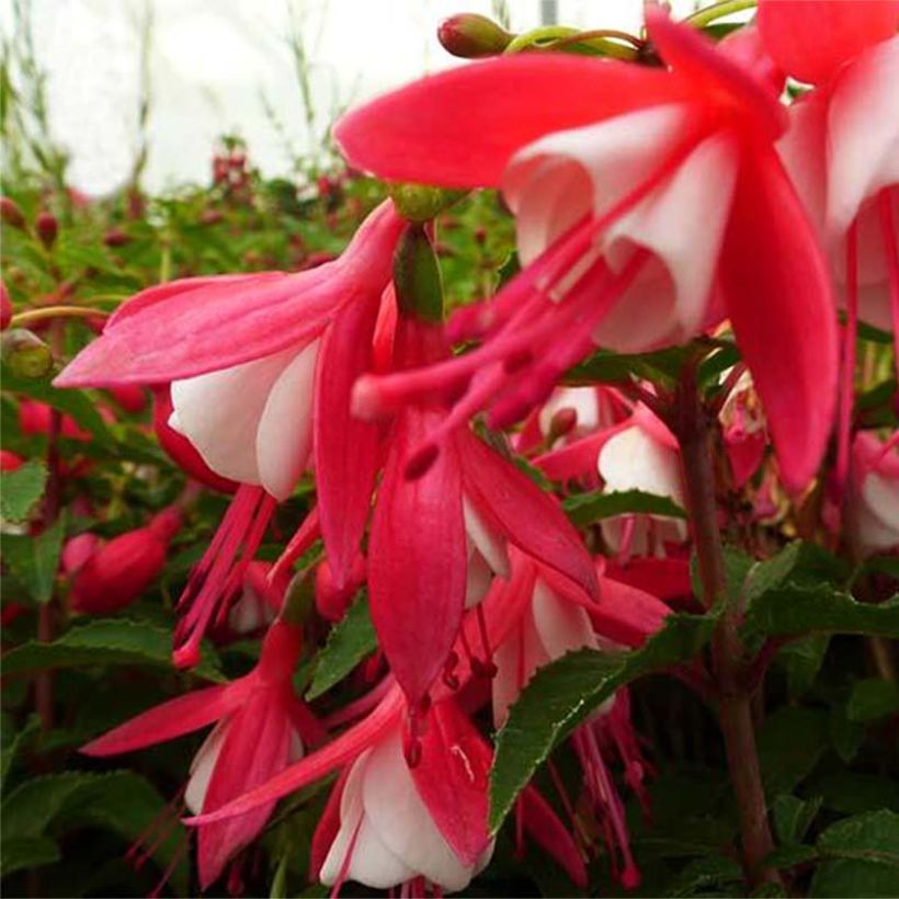 Fuchsia Lady Thumb (Blüte)