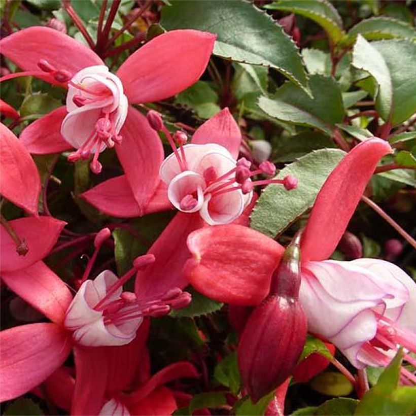 Fuchsia Mme Cornelissen (Blüte)