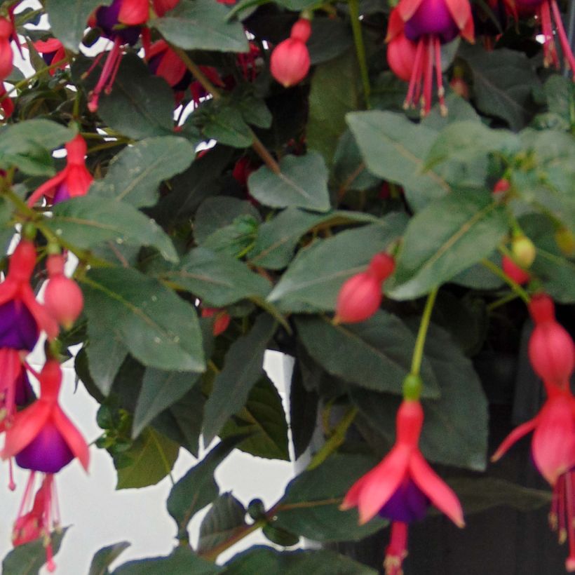 Fuchsia Mrs Popple (Laub)