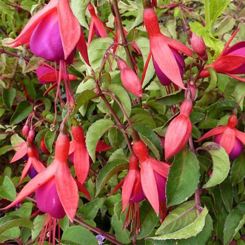 Fuchsia Mrs Popple (Blüte)