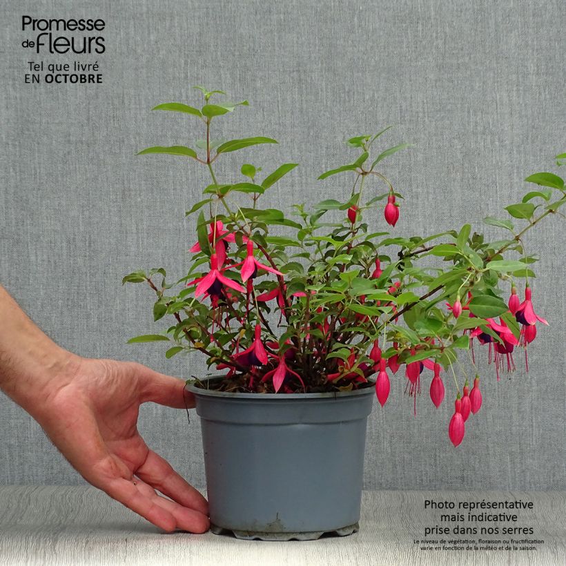 Exemplar von Fuchsia Mrs Popple wie im Herbst geliefert