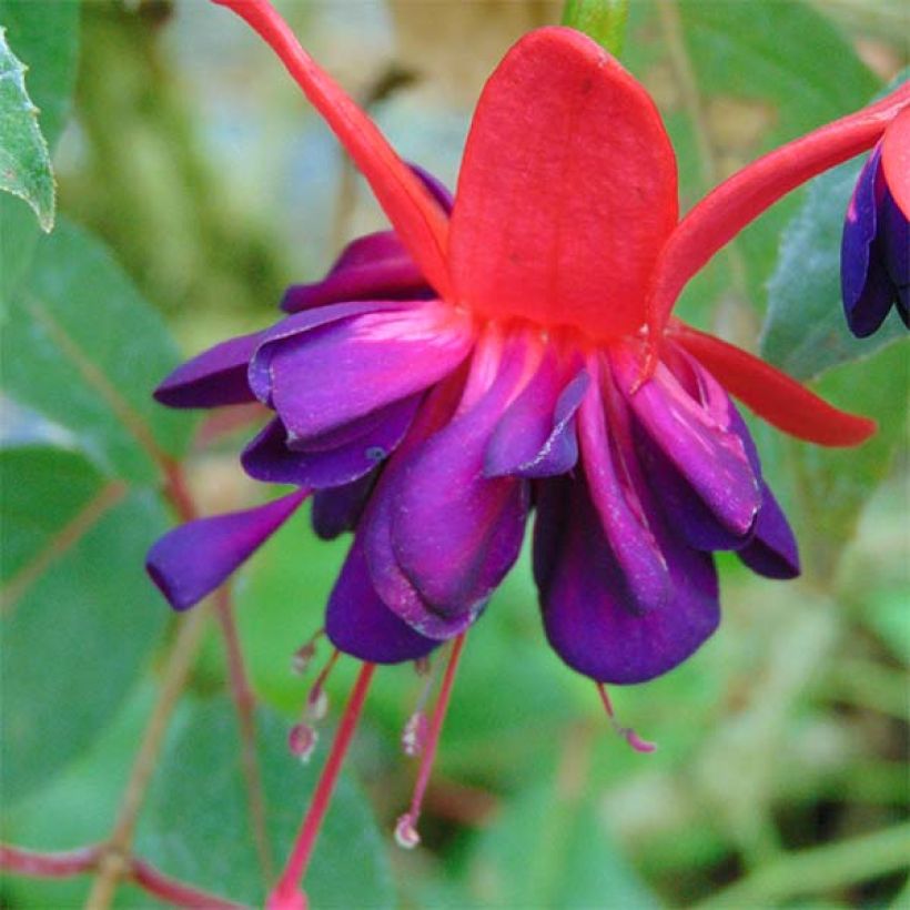 Fuchsia Princess Dollar (Blüte)