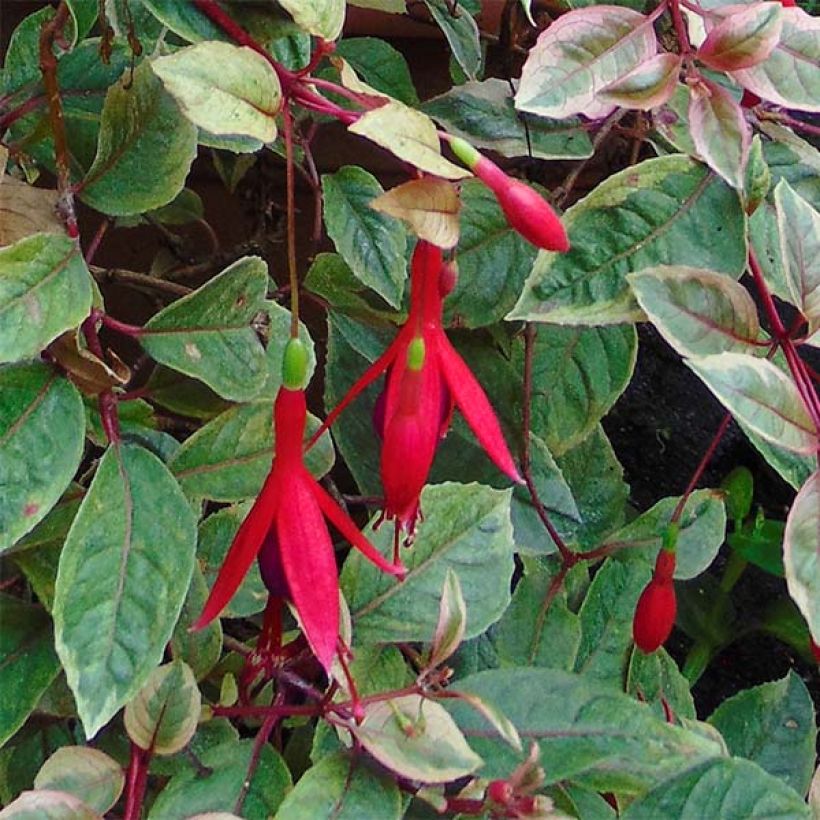 Fuchsia Tom West (Blüte)