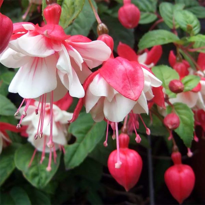 Fuchsia Swingtime (Blüte)