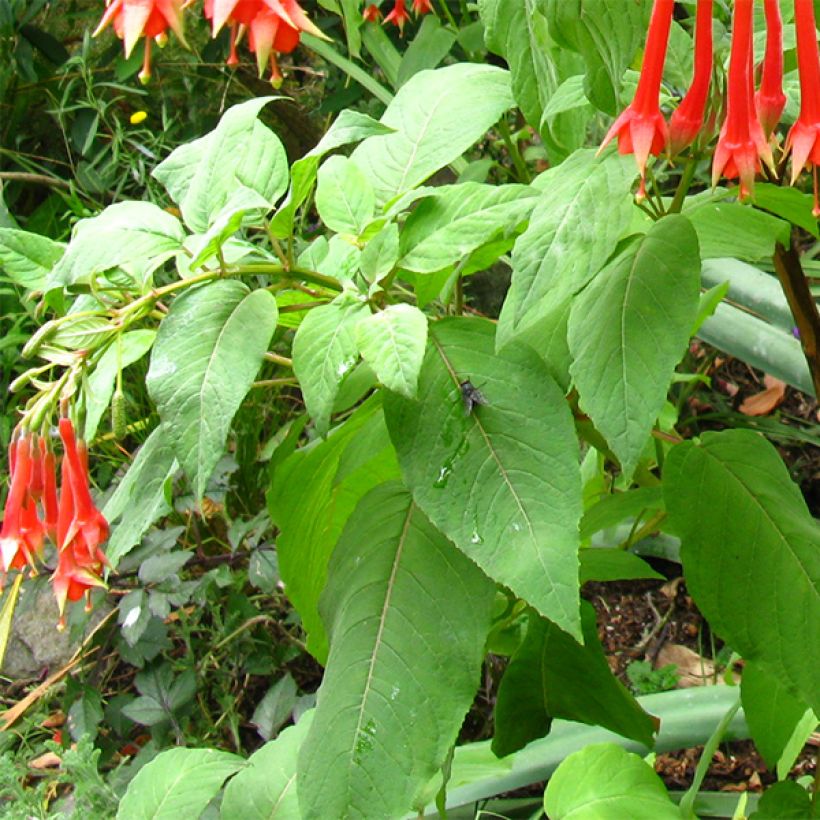 Fuchsia triphylla (Laub)