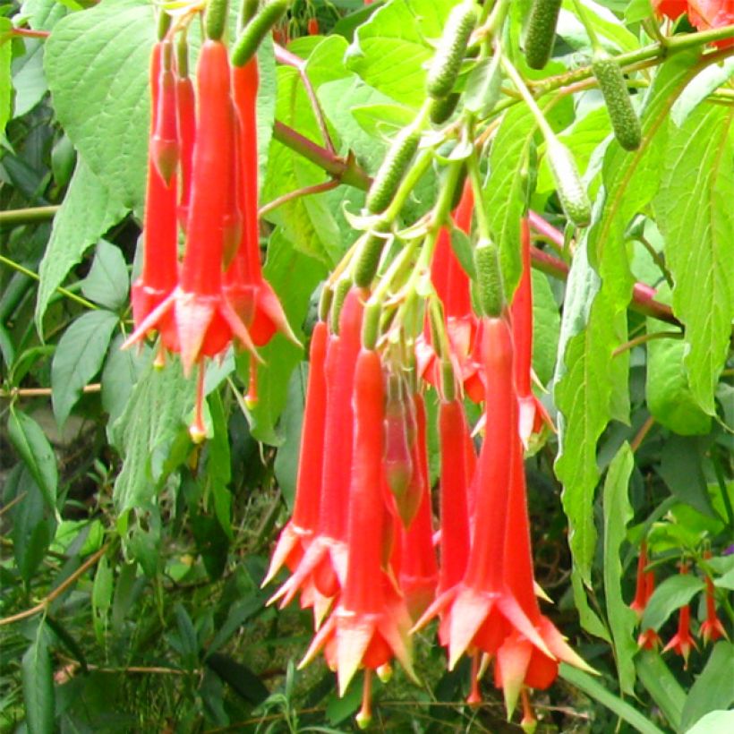 Fuchsia triphylla (Blüte)