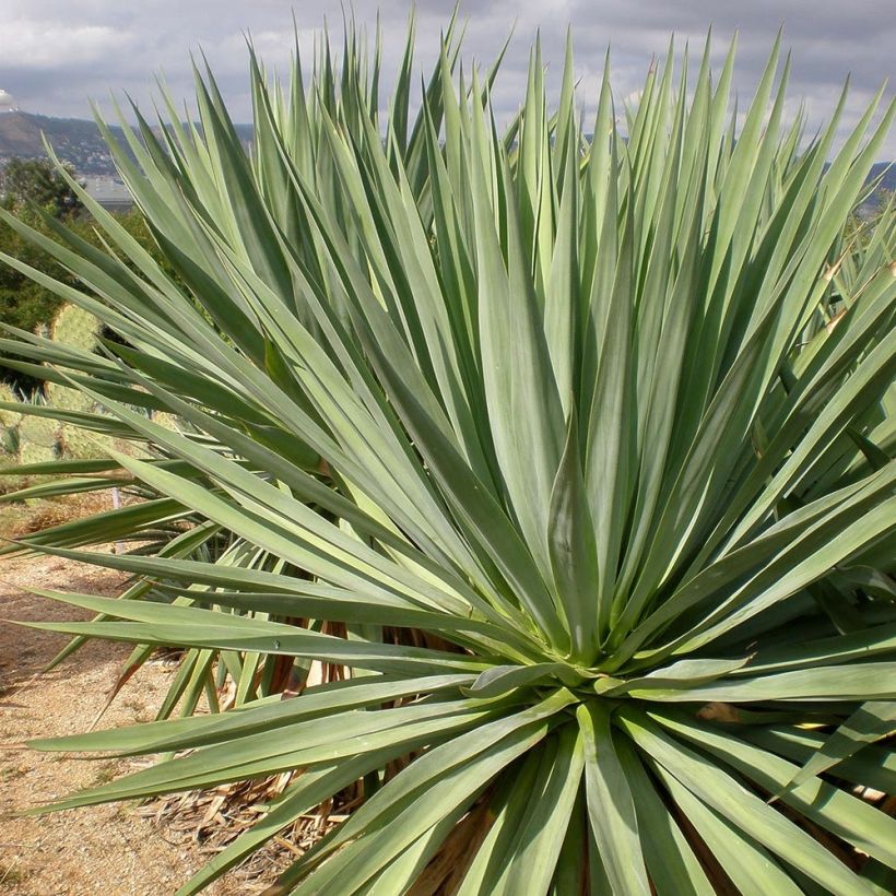 Furcraea bedinghausii (Laub)